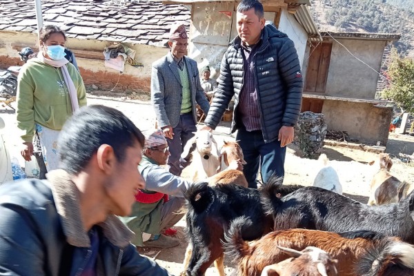 बैतडीमा ८० हजार बाख्रालाई पिपिआर खोप 